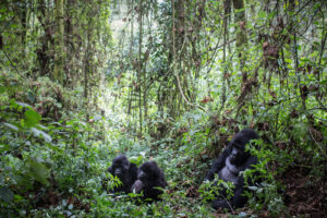 Gorilla Trekking in Congo