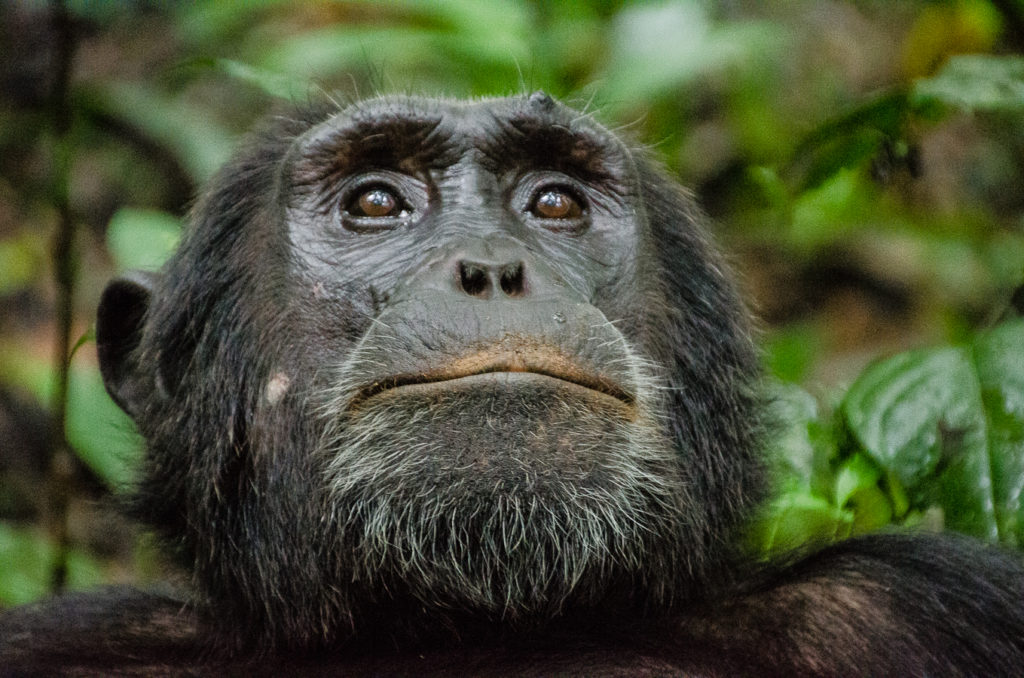 A safari in Kibale National Park Uganda