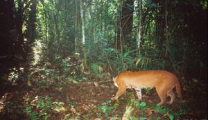 Kibale National Park of Uganda