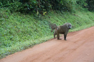 Kibale National Park Uganda