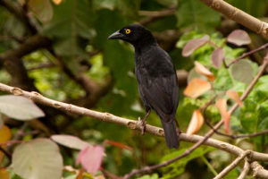 Birding in Kibale National Park