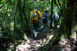 Kibale National Park forest walk