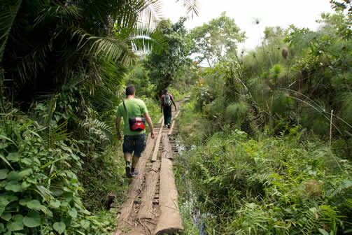 Kibale National Park 