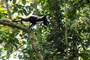 Primates in Kibale National Park