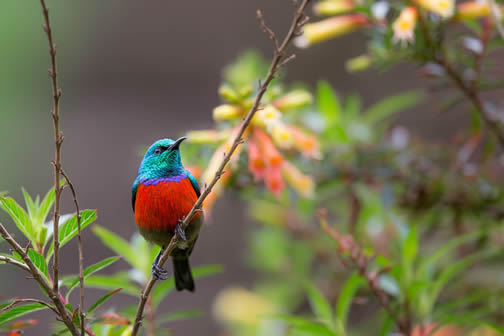 Birdwatching in Nyungwe Forest