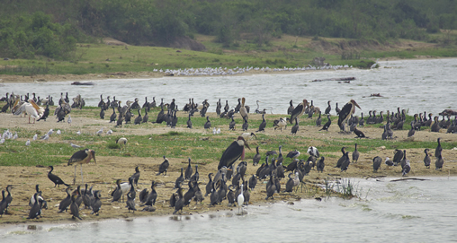 The Kazinga Channel Queen Elizabeth National Park