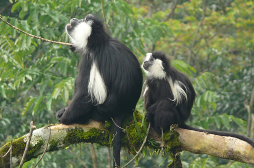 Nyungwe National Park Rwanda