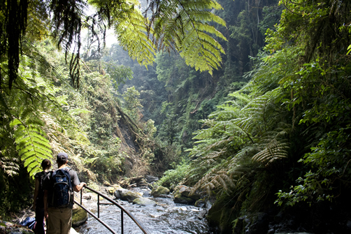 Visiting Nyungwe Forest