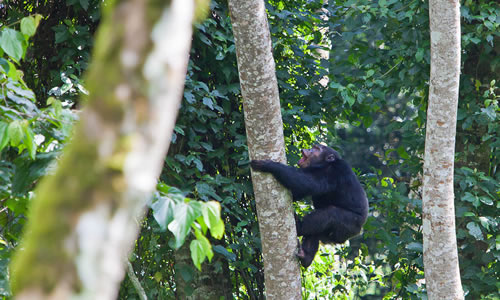 Nyungwe Forest National Park in Rwanda