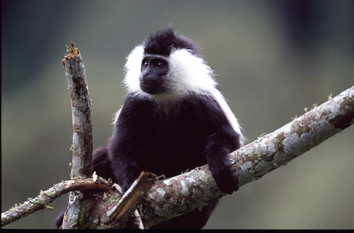 Nyungwe National Park in Rwanda