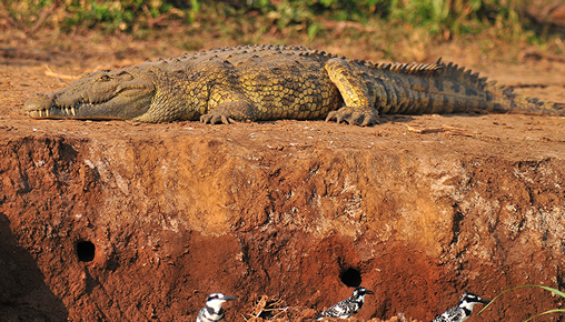 Boat cruise in Kazinga Channel