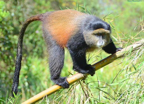 Touring the Volcanoes National Park Rwanda