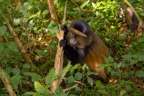 Virunga National Park tours