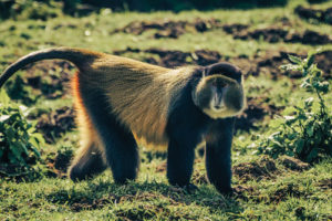 Tour of the Volcanoes National Park in Rwanda