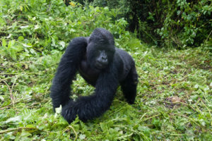 The best time to visit the Volcanoes National Park in Rwanda