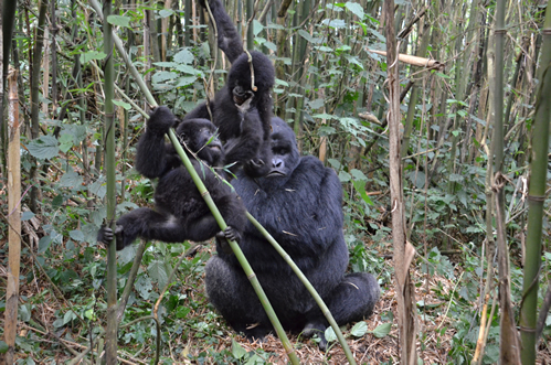 Visiting Virunga National Park in Congo