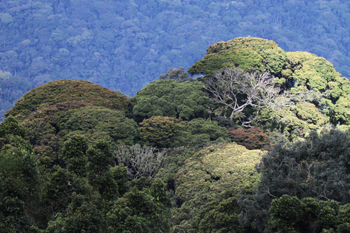 Nyungwe Forest National Park in Rwanda