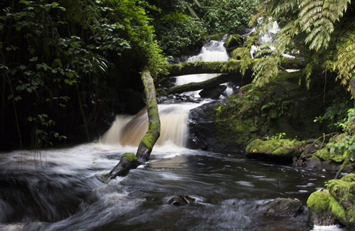 Visiting Nyungwe Forest National Park