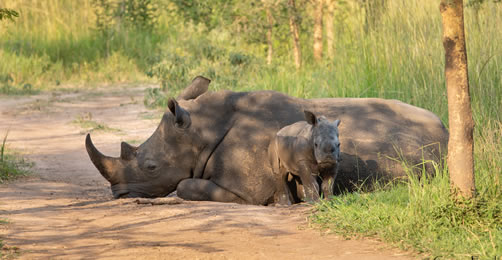 Ziwa Rhino Sanctuary – Entrance Fees, Rates and Cost