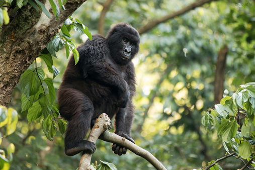 Senkwekwe mountain gorilla orphanage