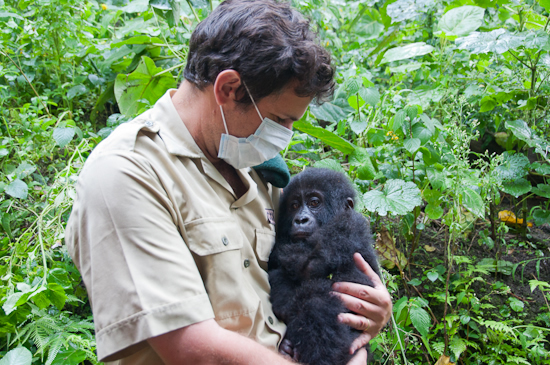 Senkwekwe mountain gorilla orphanage Centre
