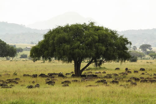 Uganda safari in Kidepo Valley National Park