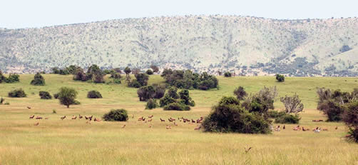 Attractions in Akagera National Park