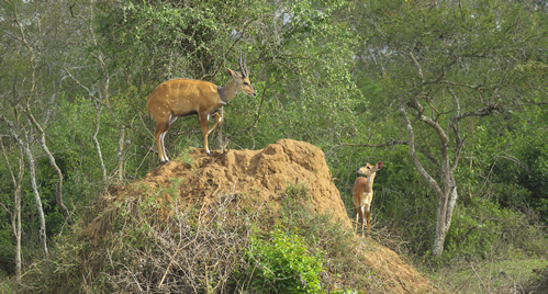 Lake Mburo Park