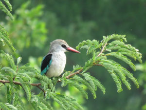 Birdwatching in Lake Bunyonyi