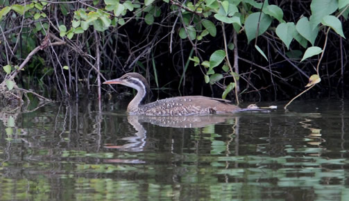 Birdwatching in Lake Mburo National Park