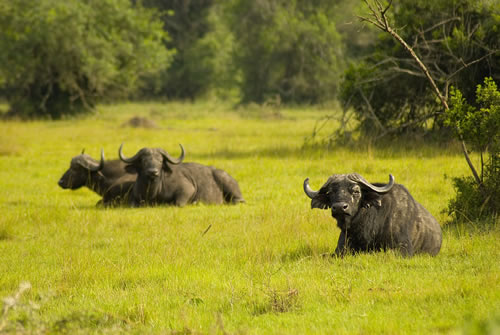 Lake Mburo National Park of Uganda