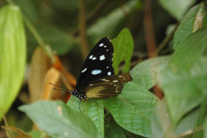 butterfly in semuliki national park