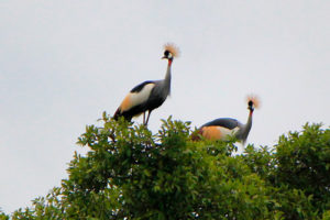 Birding in Lake Bunyonyi