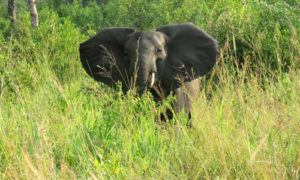 A tour of Semuliki National Park