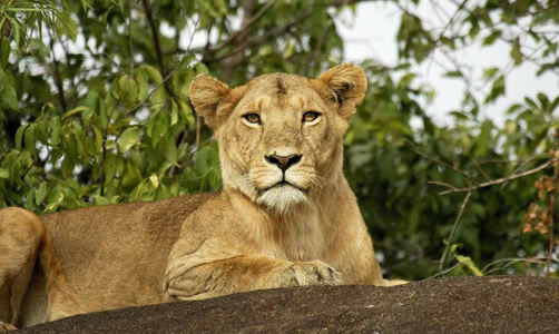 Kidepo Valley National Park