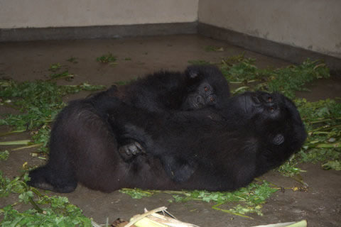 Senkwekwe sanctuary