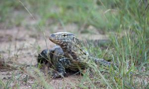 Semuliki National Park in Uganda