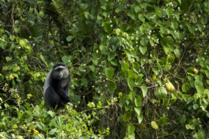 Monkey in Lake Bunyonyi