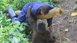 senkwekwe mountain gorilla orphanage