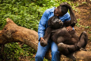 mountain gorilla orphanage in Virunga National Park