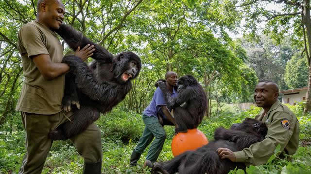 Senkwekwe Center for Gorilla orphans in Virunga Congo