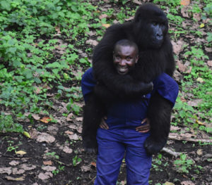 senkwekwe gorilla orphanage