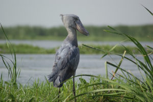 Birding in Semuliki National Park
