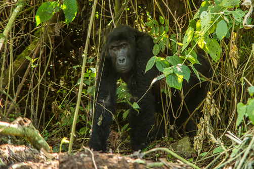 Kahuzi-Biega National Park Congo