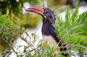 Birdwatching in Rwenzori Mountains