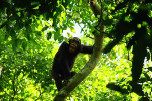 Chimpanzees in Murchison Falls National Park
