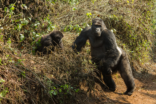 Kahuzi Biega National Park in Congo