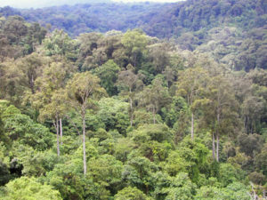 Mount Elgon National Park Uganda