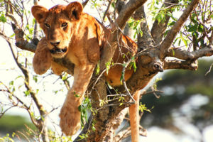 Murchison Falls National Park in Uganda