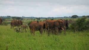 Murchison Falls National Park Uganda